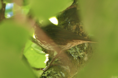 Passerella iliaca