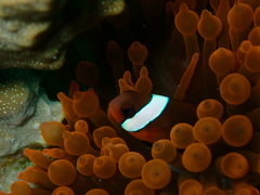 Amphiprion melanopus