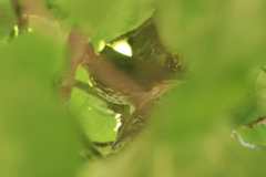 Passerella iliaca