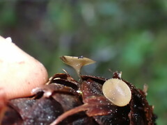 Ciboria rufofusca