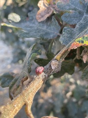 Disholcaspis mellifica