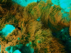 Entacmaea quadricolor