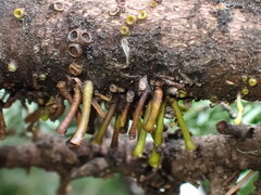 Arceuthobium tsugense