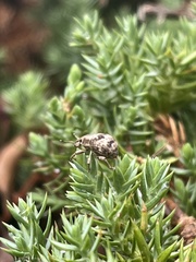 Pseudocneorhinus bifasciatus