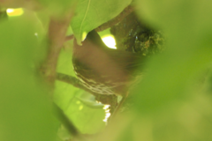 Passerella iliaca