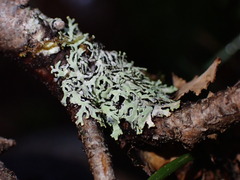 Hypogymnia hultenii