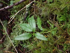 Orthilia secunda