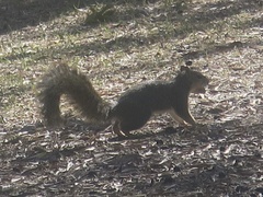 Sciurus niger