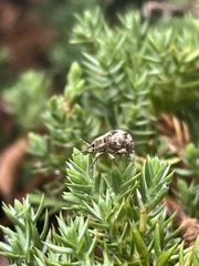 Pseudocneorhinus bifasciatus