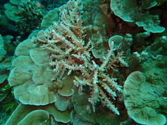 Acropora austera