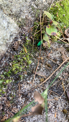 Cicindela sexguttata