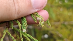 Taxodiomyia