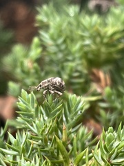 Pseudocneorhinus bifasciatus