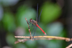 Sympetrum eroticum