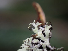 Hypogymnia hultenii