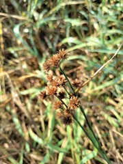 Juncus