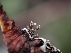 Hypogymnia hultenii