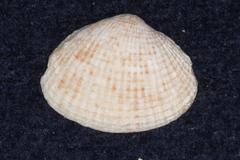 Venerinae