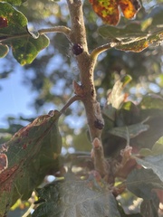 Disholcaspis mellifica