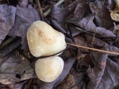 Hygrophorus chrysodon