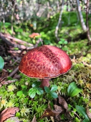 Suillus spectabilis