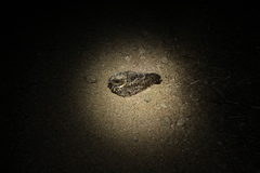 Phalaenoptilus nuttallii