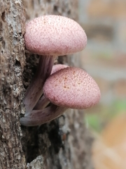 Agaricomycetidae
