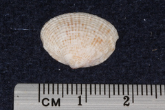 Venerinae