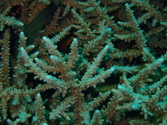 Acropora austera