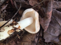 Hygrophorus chrysodon