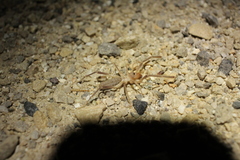 Eremobatidae