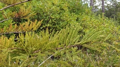 Taxodiomyia