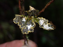 Pseudocyphellaria