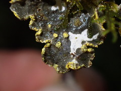 Pseudocyphellaria