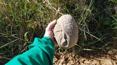 Polybia