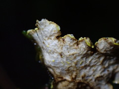 Pseudocyphellaria