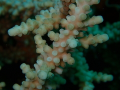Acropora austera