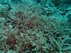 Acropora austera