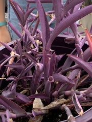 Tradescantia