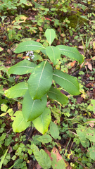 Asclepias syriaca