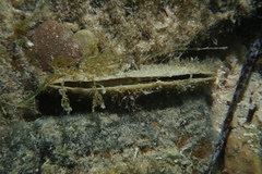 Pinna bicolor