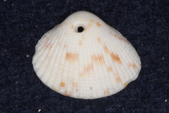 Veneroidea