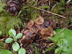 Ciboria rufofusca