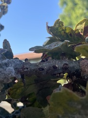 Disholcaspis mellifica