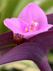Tradescantia