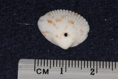 Veneroidea