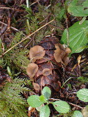 Ciboria rufofusca