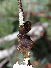 Sticta fuliginosa