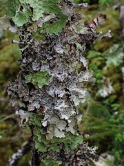Platismatia norvegica
