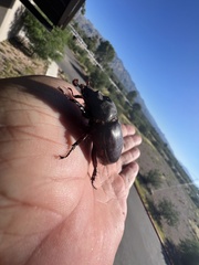 Strategus aloeus